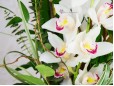 Buchet orhidee exotica